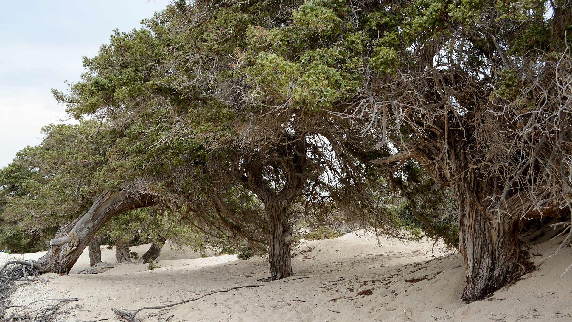 EXPERIENCE HISTORY CULTURE & NATURE OF IERAPETRA