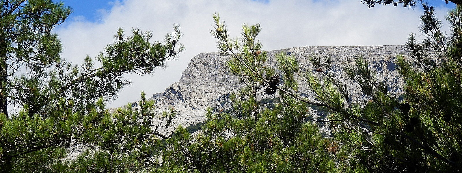 Selakano Forest